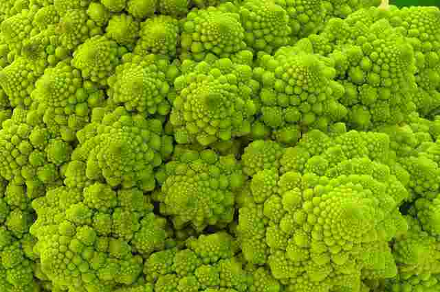 fractal broccoli2